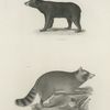 1. The American Black Bear (Ursus americanus). 2. The Raccoon (Procyon lotor).