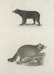 1. The American Black Bear (Ursus americanus). 2. The Raccoon (Procyon lotor).