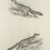 1. The Red Fox (Vulpus fulvus). 2. The Grey Fox (V. virginianus).