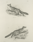 1. The Red Fox (Vulpus fulvus). 2. The Grey Fox (V. virginianus).
