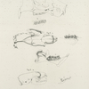 1a. Skull of the Beaver (Castor fiber), b. Vertical view of the teeth. 2a. Skull of the American Porcupine (Hystrix  hudsonius), b. Upper jaw teeth of the same, c. Lower jaw of the same. 3a. Skull of the Mink (Putorius vison), b. Teeth of the upper jaw ..