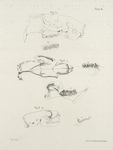 1a. Skull of the Beaver (Castor fiber), b. Vertical view of the teeth. 2a. Skull of the American Porcupine (Hystrix  hudsonius), b. Upper jaw teeth of the same, c. Lower jaw of the same. 3a. Skull of the Mink (Putorius vison), b. Teeth of the upper jaw ..