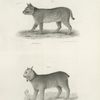 1. The Bay Lynx of  Wild Cat (Lyncus rufus). 2. The Northern Lynx (Lyncus borealis).