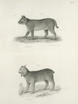 1. The Bay Lynx of  Wild Cat (Lyncus rufus). 2. The Northern Lynx (Lyncus borealis).