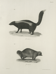 1. The Skunk (Mephitis americana). 2. The Wolverene (Gulo luscus).