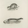 1. The Small Weasel (Mustela pusilla). 2. The New York Ermine, summer dress, (P. noveboracensis).