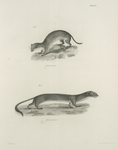 1. The Small Weasel (Mustela pusilla). 2. The New York Ermine, summer dress, (P. noveboracensis).