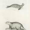 1. The Hooded Seal (Stemmatopus cristatus). 2. The Opossum (Didelphis virginiana).