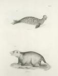 1. The Hooded Seal (Stemmatopus cristatus). 2. The Opossum (Didelphis virginiana).