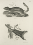 1. The Striped Squirrel (Sciurus striatus). 2. The Flying Squirrel (Pteromys volucella).