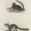 1. The Black Squirrel (Sciurus niger). 2. The Red Squirrel (Sc. hudsonius).