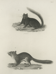 1. The Black Squirrel (Sciurus niger). 2. The Red Squirrel (Sc. hudsonius).