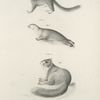 1. The Little Gray Squirrel (Sciurus leucotis). 2. The Amrican Seal (Phoca concolor).