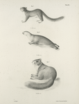 1. The Little Gray Squirrel (Sciurus leucotis). 2. The Amrican Seal (Phoca concolor).