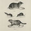 1. The American Black Rat (Mus americanus). 2. The Carolina Screw (Sorex carolinensis). 3. Forster's Shrew (Sprex forsteri). 3. The Woodchuck (Arctomys monax).