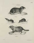 1. The American Black Rat (Mus americanus). 2. The Carolina Screw (Sorex carolinensis). 3. Forster's Shrew (Sprex forsteri). 3. The Woodchuck (Arctomys monax).