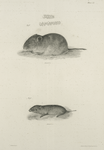 1. The Towny Meadow-mouse (Arvicola rufescens). 2. The Marsh Meadow-mouse (Arvicola riparius).