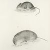 1. The jumping Mouse (Mus leucopus). 2.  The yellow cheeked Meadow-mouse (Ar. xanthognathus).