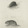 1. The Oneida Meadow-mouse (Arvicola oneida). 2. The Beaver Field-mouse. Dentition of the same.