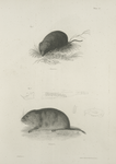 1. The Oneida Meadow-mouse (Arvicola oneida). 2. The Beaver Field-mouse. Dentition of the same.