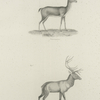 1. The American Deer (Corvus virginianus). 2. The American Stag (Elaphus canadensis).