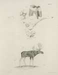1. The Fossil Stag, skull, horns and teeth, (Elaphus americanus). 2. The Moose (Cervus alces). Horns of the second and third year.