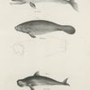 1. The Beaked Whale (Rorqualus rostratus). 2. The Manatee (Manatus americanus). Upper and front views of the snout. 3. The Social Whale (Globicephalus melas).