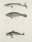 1. The Beaked Whale (Rorqualus rostratus). 2. The Manatee (Manatus americanus). Upper and front views of the snout. 3. The Social Whale (Globicephalus melas).