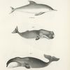 1. The Sea Porpoise (Delphinus delphis). 2. The Sperm Whale (Physeter macrocephalus). 3. The Right Whale (Balæna mysticetus).