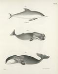 1. The Sea Porpoise (Delphinus delphis). 2. The Sperm Whale (Physeter macrocephalus). 3. The Right Whale (Balæna mysticetus).