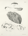 1. The Grampus, a single tooth, lower jaw, (Phocæna orca). 2. The American Elephant, fossil tooth, (Elephas americanus). 3. The Musquash, skull, (Fiber zibethicus). 4. The Manatee, skull, (Manatus americanus).