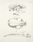 1. North American Otter, skull, (Lutra canadensis). 2. Teeth in the upper jaw, right side of the same. 3. Vertical view of the same skull. 4. The Southern Beaked Whale, skull (Rorqualus australis).