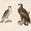 1. The Bald Eagle (Haliaëtos leucocephalus). 2.  The Slate-colored Hawk (Astur fuscus).