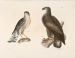 1. The Bald Eagle (Haliaëtos leucocephalus). 2.  The Slate-colored Hawk (Astur fuscus).