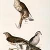 3. The Rough-legged Buzzard (Buteo sancti-joannis). 4,  5. The American Goshawk (Astur atricapillus).