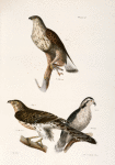 3. The Rough-legged Buzzard (Buteo sancti-joannis). 4,  5. The American Goshawk (Astur atricapillus).