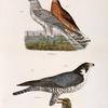 6. 7. The Marsh Harrier  (Circus uliginosus). 8. The Duck Hawk (Falco anatum).