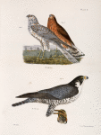 6. 7. The Marsh Harrier  (Circus uliginosus). 8. The Duck Hawk (Falco anatum).