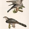 9. The Pigeon Hawk (Falco columbarius). 10. Cooper's Hawk (Astur cooperi).