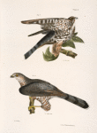 9. The Pigeon Hawk (Falco columbarius). 10. Cooper's Hawk (Astur cooperi).