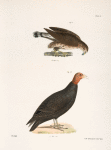 11. The Broad-winged Buzzard (Buteo pennsylvanicus). 12. Turkey  Buzzard (Cathartes aura).