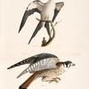 15. The Swallow-tailed Hawk (Nauclerus furcatus). 16. The American Sparrow Hawk (Falco Sparverius).