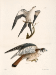 15. The Swallow-tailed Hawk (Nauclerus furcatus). 16. The American Sparrow Hawk (Falco Sparverius).