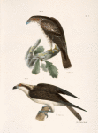 17. The Red-tailed Buzzard (Buteo borealis). 18. The Fish Hawk (Pandion carolinensis).