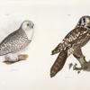 19. The Hawk Owl (Surnia funerea). 20. The Snow Owl (Surnia nyctea).