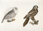 19. The Hawk Owl (Surnia funerea). 20. The Snow Owl (Surnia nyctea).