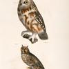 23. The Acadian Owl (Ulula acadica). 24. The Long-eared Owl (Otus americanus).