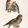 25, 26. The Little Screech Owl (Bubo asio). 27. The Short-eared Owl (Otus palustris).