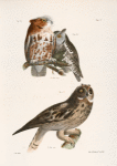 25, 26. The Little Screech Owl (Bubo asio). 27. The Short-eared Owl (Otus palustris).