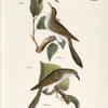 30.The Yellow-billed Cuckoo (Coccyzus americanus). 31. The Black-billed Cuckoo (Coccyzus erythrophthalmus).